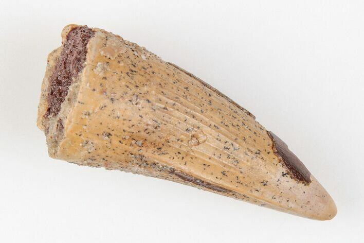 Bargain, Real Spinosaurus Tooth - Worn Enamel #201034